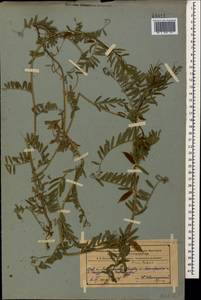 Vicia lutea L., Caucasus, Azerbaijan (K6) (Azerbaijan)