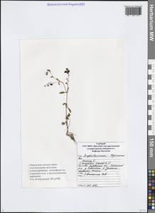 Veronica anagallis-aquatica L., Eastern Europe, Volga-Kama region (E7) (Russia)