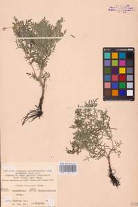 Adonis volgensis DC., Eastern Europe, Central forest-and-steppe region (E6) (Russia)