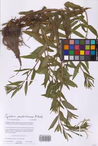 Epilobium pseudorubescens A.K.Skvortsov, Eastern Europe, Moscow region (E4a) (Russia)