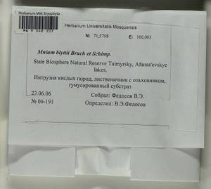 Mnium blyttii Bruch & Schimp., Bryophytes, Bryophytes - Krasnoyarsk Krai, Tyva & Khakassia (B17) (Russia)