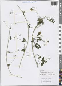 Cardiospermum halicacabum L., South Asia, South Asia (Asia outside ex-Soviet states and Mongolia) (ASIA) (Vietnam)