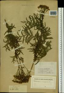 Tanacetum vulgare subsp. vulgare, Siberia, Western (Kazakhstan) Altai Mountains (S2a) (Kazakhstan)