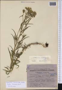 Achillea acuminata (Ledeb.) Sch. Bip., Siberia, Chukotka & Kamchatka (S7) (Russia)