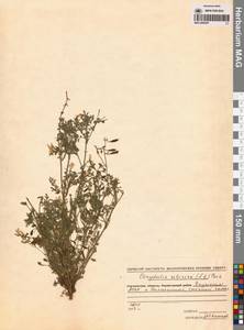 Corydalis sibirica (L.fil.) Pers., Siberia, Yakutia (S5) (Russia)