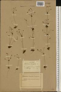 Androsace elongata L., Eastern Europe, Rostov Oblast (E12a) (Russia)