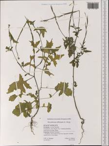 Sisymbrium officinale (L.) Scop., Western Europe (EUR) (Germany)