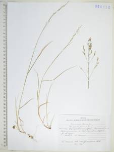 Poa palustris L., Siberia, Russian Far East (S6) (Russia)