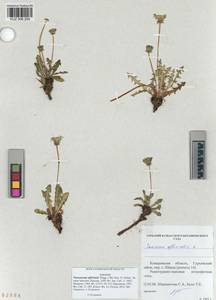 Taraxacum officinale Weber ex Wiggins, Siberia, Altai & Sayany Mountains (S2) (Russia)