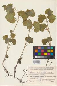 MHA 0 155 808, Glechoma hederacea L., Eastern Europe, Western region (E3) (Russia)