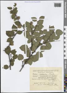 Betula raddeana Trautv., Caucasus, Stavropol Krai, Karachay-Cherkessia & Kabardino-Balkaria (K1b) (Russia)