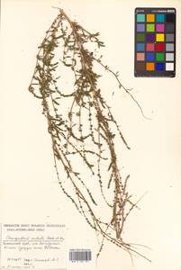 Chenopodium acuminatum Willd., Siberia, Russian Far East (S6) (Russia)