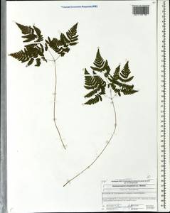 Gymnocarpium dryopteris (L.) Newm., Eastern Europe, Central forest region (E5) (Russia)
