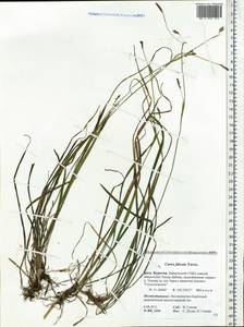 Carex vaginata var. petersii (C.A.Mey. ex F.Schmidt) Akiyama, Siberia, Baikal & Transbaikal region (S4) (Russia)