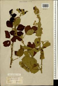 Rubus sanctus Schreb., Caucasus, Dagestan (K2) (Russia)