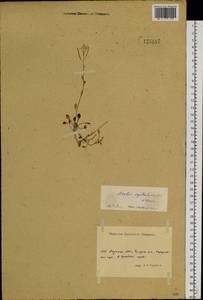 Arabidopsis septentrionalis (N. Busch) D. A. German, Siberia, Yakutia (S5) (Russia)