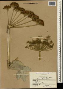 Heracleum villosum (Hoffm.) Fisch. ex Spreng., Crimea (KRYM) (Russia)