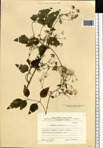 Clematis vitalba L., Eastern Europe, South Ukrainian region (E12) (Ukraine)