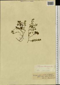 Thymus komarovii Serg., Siberia, Russian Far East (S6) (Russia)