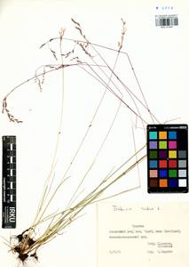 Festuca rubra L., Siberia, Baikal & Transbaikal region (S4) (Russia)
