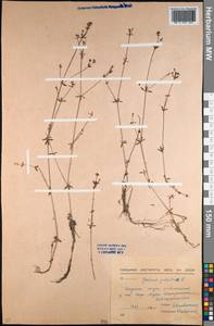 Galium palustre L., Middle Asia, Northern & Central Kazakhstan (M10) (Kazakhstan)