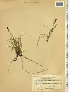 Carex bigelowii subsp. arctisibirica (Jurtzev) Á.Löve & D.Löve, Siberia, Central Siberia (S3) (Russia)