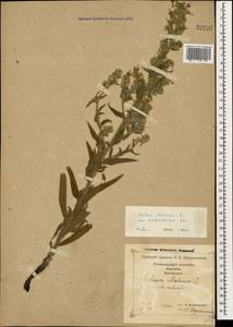 Echium italicum subsp. biebersteinii (Lacaita) Greuter & Burdet, Caucasus, Georgia (K4) (Georgia)
