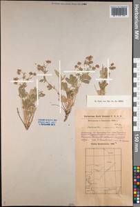 Potentilla cinerea subsp. incana (G. Gaertn., B. Mey. & Scherb.) Asch., Middle Asia, Caspian Ustyurt & Northern Aralia (M8) (Kazakhstan)