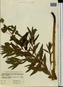 Euphorbia lucida Waldst. & Kit., Eastern Europe, Belarus (E3a) (Belarus)