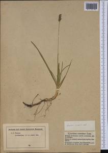 Sesleria caerulea (L.) Ard., Western Europe (EUR) (Germany)