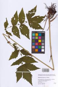 Filipendula ulmaria (L.) Maxim., Eastern Europe, Central region (E4) (Russia)