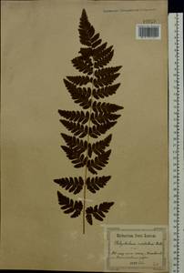 Dryopteris cristata (L.) A. Gray, Eastern Europe, North Ukrainian region (E11) (Ukraine)