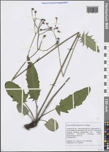 Hieracium, Eastern Europe, Central forest-and-steppe region (E6) (Russia)
