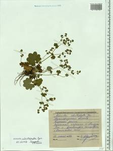 Alchemilla schistophylla Juz., Eastern Europe, Volga-Kama region (E7) (Russia)