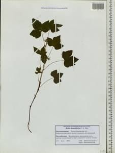 Rubus humulifolius C. A. Mey., Siberia, Western Siberia (S1) (Russia)