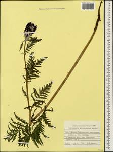 Pedicularis atropurpurea Nordm., Caucasus, Stavropol Krai, Karachay-Cherkessia & Kabardino-Balkaria (K1b) (Russia)