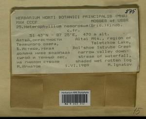 Heterophyllium nemorosum (W.D.J. Koch ex Brid.) Kindb., Bryophytes, Bryophytes - Western Siberia (including Altai) (B15) (Russia)