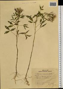 Polanisia dodecandra, Siberia, Russian Far East (S6) (Russia)