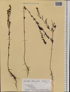 Atriplex oblongifolia Waldst. & Kit., Siberia, Western Siberia (S1) (Russia)