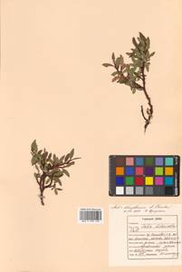 Salix dshugdshurica A. K. Skvortsov, Siberia, Russian Far East (S6) (Russia)