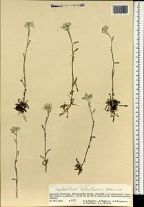 Leontopodium leontopodinum (DC.) Hand.-Mazz., Mongolia (MONG) (Mongolia)