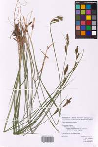 Carex hartmanii Cajander, Eastern Europe, North-Western region (E2) (Russia)