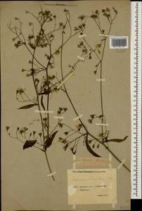 Lapsana communis subsp. intermedia (M. Bieb.) Hayek, Caucasus, Georgia (K4) (Georgia)