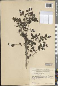 Ulmus pumila L., South Asia, South Asia (Asia outside ex-Soviet states and Mongolia) (ASIA) (China)