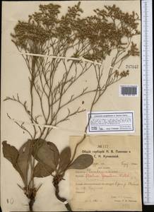 Limonium sareptanum (A. K. Becker) Gams, Middle Asia, Northern & Central Kazakhstan (M10) (Kazakhstan)
