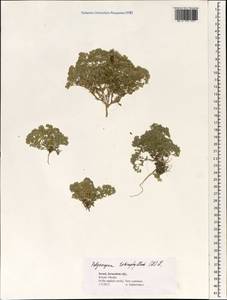 Polycarpon tetraphyllum, South Asia, South Asia (Asia outside ex-Soviet states and Mongolia) (ASIA) (Israel)