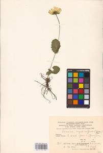 Doronicum carpaticum (Griseb. & Schenk) Nyman, Eastern Europe, West Ukrainian region (E13) (Ukraine)