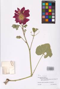 Alcea rosea L., Eastern Europe, Central forest-and-steppe region (E6) (Russia)