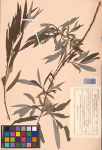 Salix viminalis L., Eastern Europe, Northern region (E1) (Russia)