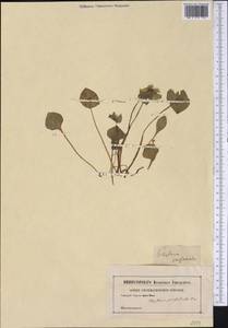 Claytonia perfoliata Donn., America (AMER) (Not classified)